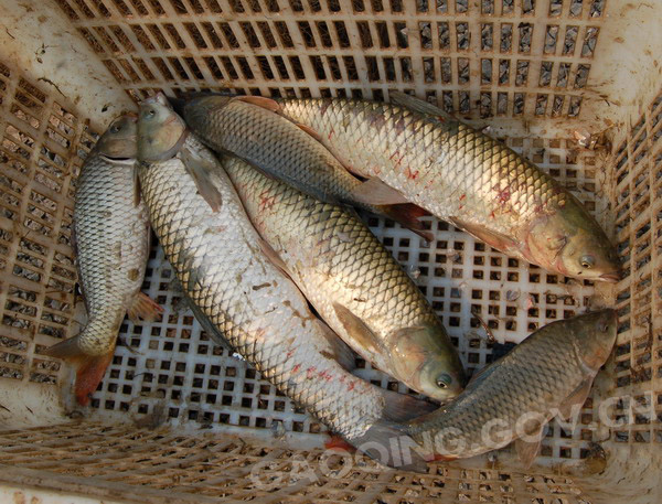 社会主义新农村建设典型-记高青县系农渔业专