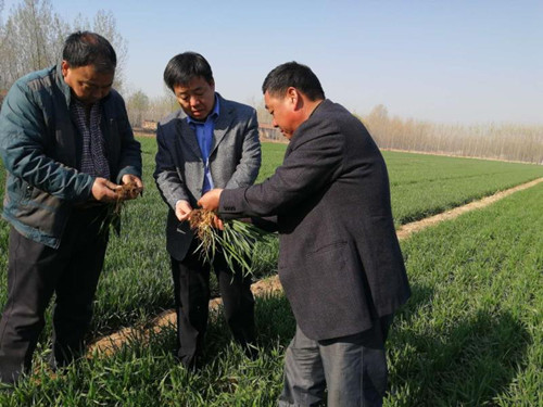 心系百姓把麦问诊;第一书记带来及时雨2019.4.09.02_副本.jpg